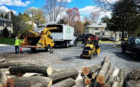 Trusted Lyndon, KY Tree Services Experts