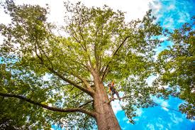 Best Tree Mulching  in Lyndon, KY