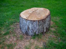 Best Arborist Consultation Services  in Lyndon, KY