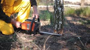 Trusted Lyndon, KY Tree Services Experts