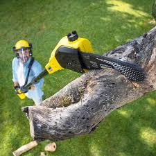 Best Tree Maintenance Programs  in Lyndon, KY