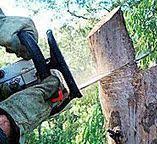 Best Tree Risk Assessment  in Lyndon, KY