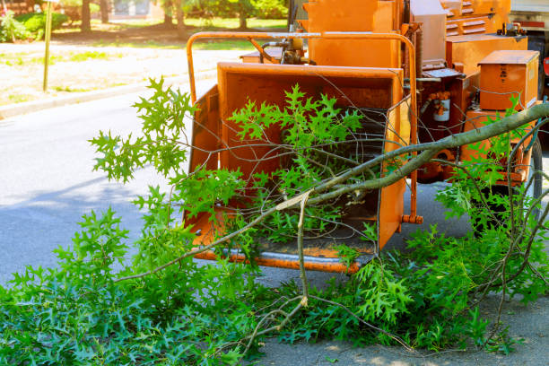 Best Tree Health Inspection  in Lyndon, KY