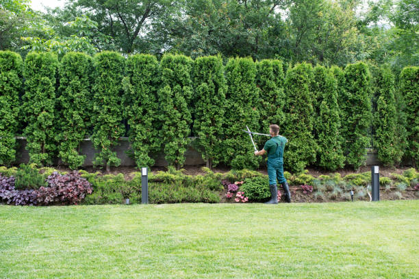 Best Tree Preservation Services  in Lyndon, KY