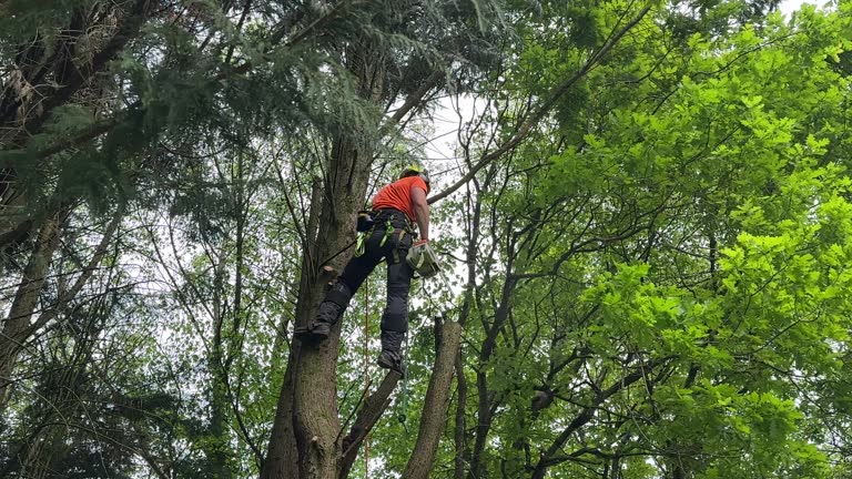 Best Tree Disease Treatment  in Lyndon, KY
