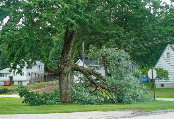 Best Lawn Mowing  in Lyndon, KY