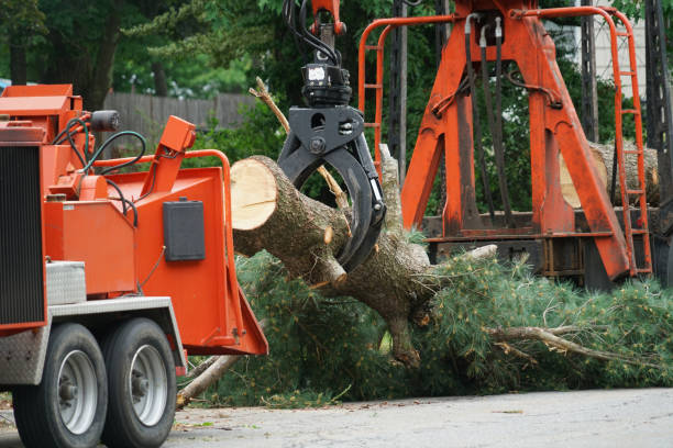 Best Leaf Removal  in Lyndon, KY