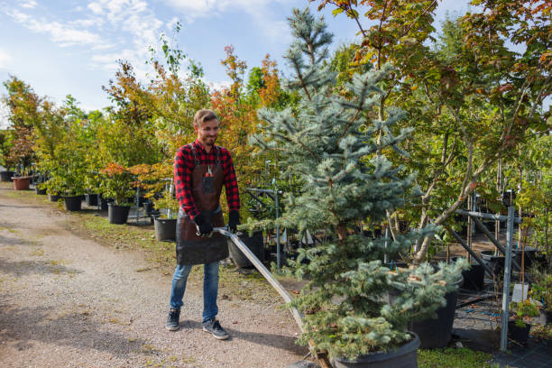 Best Aeration Services  in Lyndon, KY