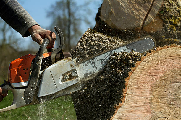 Best Pest Control for Lawns  in Lyndon, KY