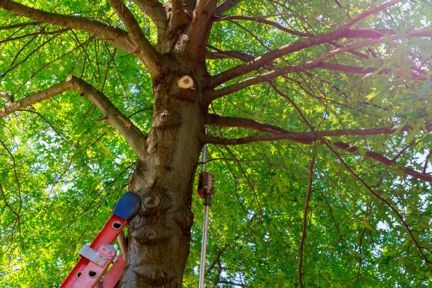 How Our Tree Care Process Works  in  Lyndon, KY